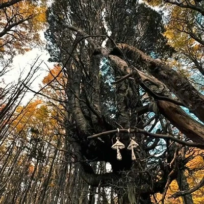 Amanecer en el Bosque